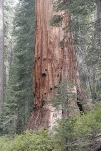 Sequoia