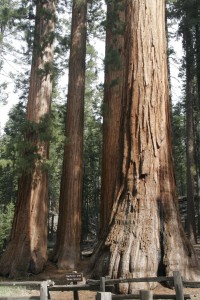 Bachelor and Three Graces (tall version)