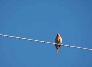 Bird on a wire