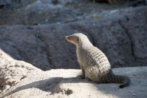 Mongoose