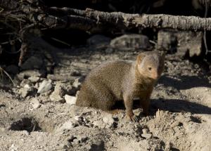 Dwarf Mongoose