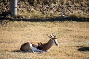 Springbok