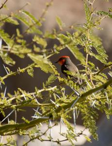 Red-headed something or other