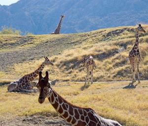 A tower of giraffes