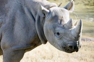 Rhino close up