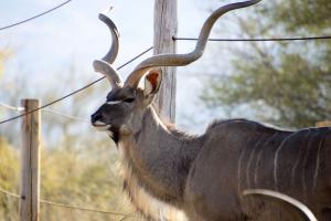 Addax (I think)