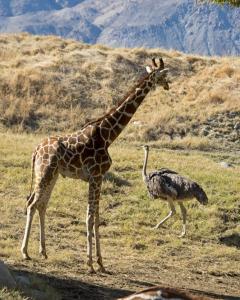 Giraffe and Ostrich