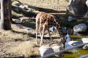 Young giraffe having a drink