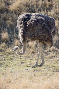 Ostrich