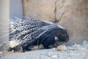 Porcupine