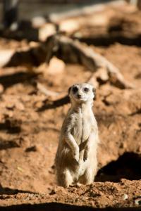 Meerkat