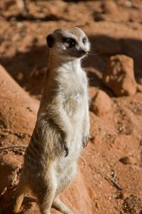 Meerkat