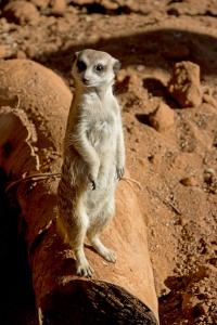 Meerkat