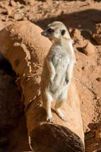 Meerkat