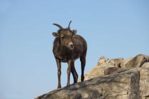 Bighorn sheep