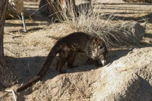 Coati (I think)