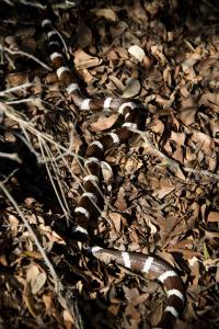 King snake (a zoo visitor, not a resident)