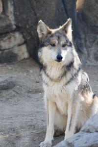 Mexican wolf