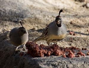 Quail stealing the wolf's food