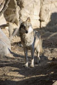 Mexican Wolf