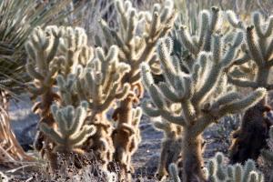 Sunlight on the cacti