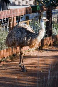 Emu