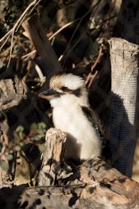 Kookaburra