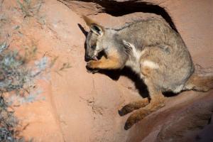 Wallaby in the sun