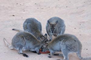 Wallaby buffet