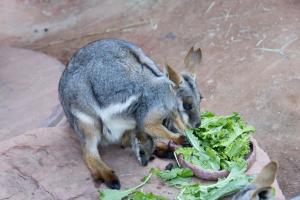 Momma and baby wallaby