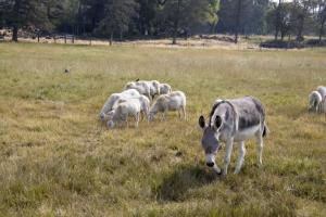 Donkey and friends