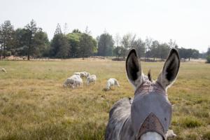 Donkey and friends