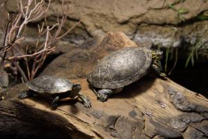 Indoor Turtles