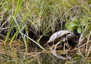 Outdoor turtle