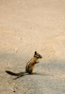 Chipmunk