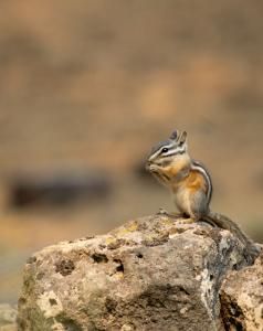 Chipmunk