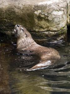 Otter