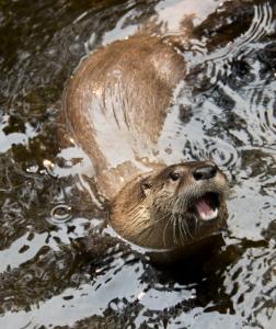 Otter