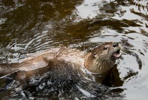 Otter