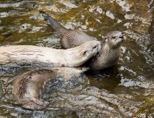 Otters