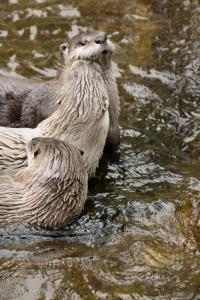 Otters