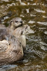 Otters