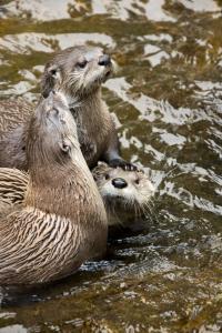 Otters