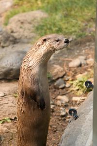 Otter trying to talk to the dog