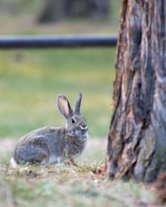 Rabbit in Tumalo State Park