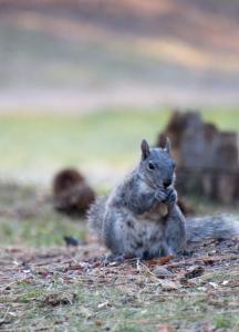 Squirrel in Tumalo State Park