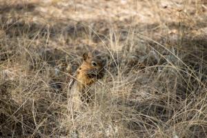 Ground Squirrel in Tumalo State Park