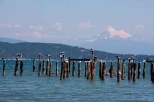 Sea gull gathering