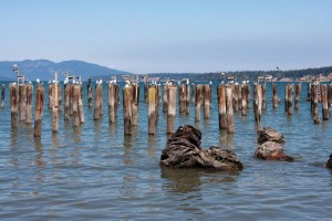 Sea gull gathering