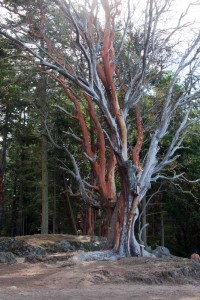 Madrona tree